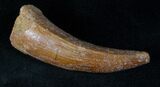 Spinosaurus Premax Tooth #13220-2